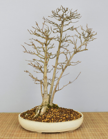 Bonsai Outdoor, Dreispitzahorn (Acer buergerianum)